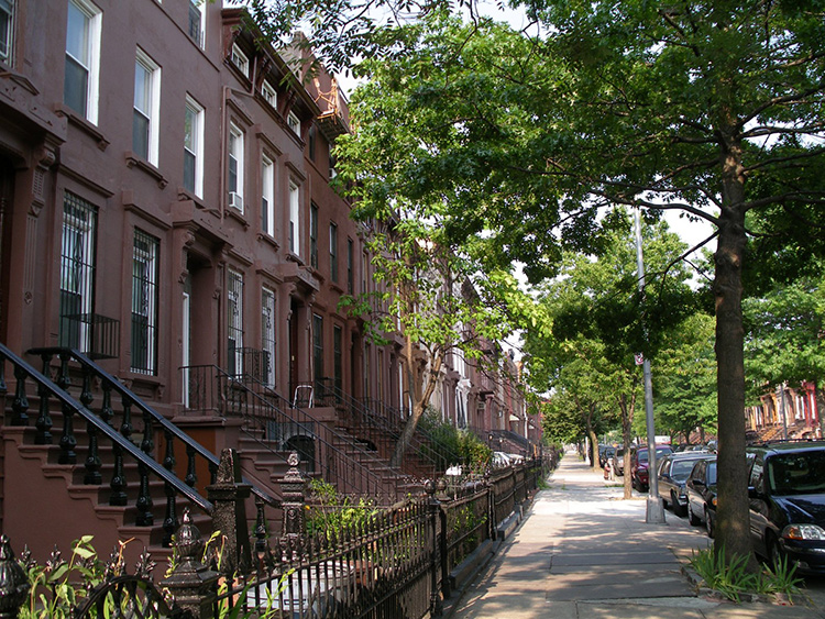 A tree-lined street in Bed-Stuy