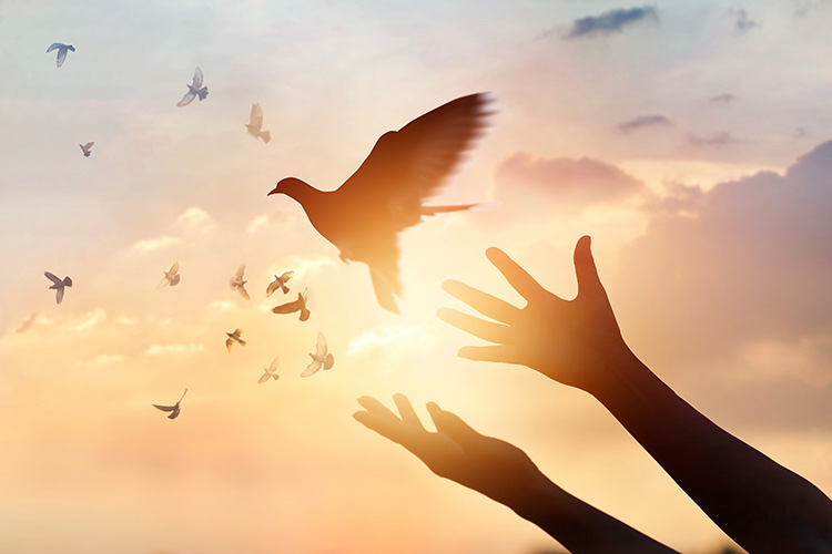 Woman releasing dove into sunset sky/freedom